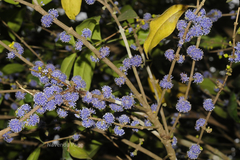 Memecylon talbotianum